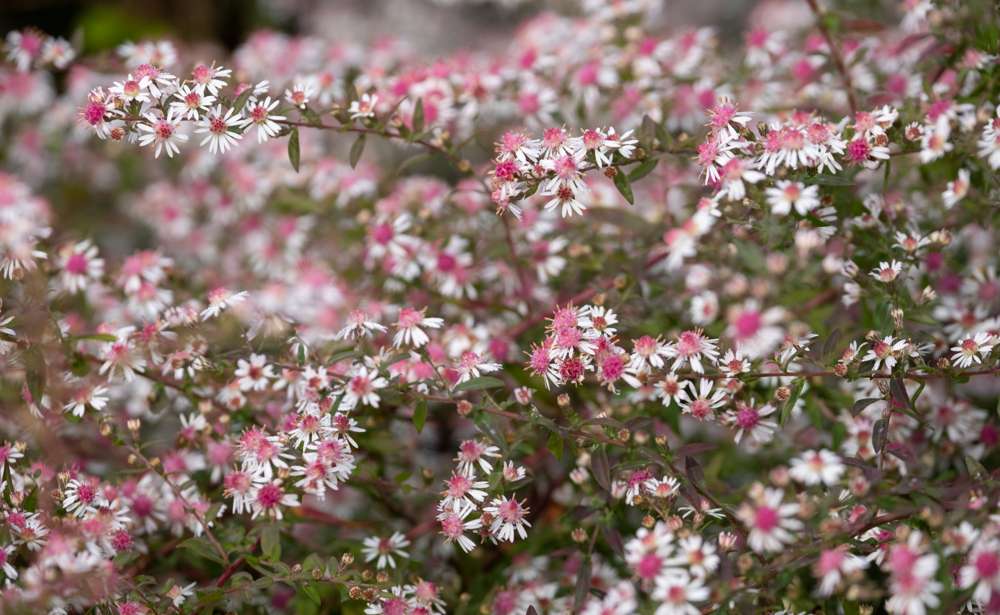 Aster 'Lady in Black'